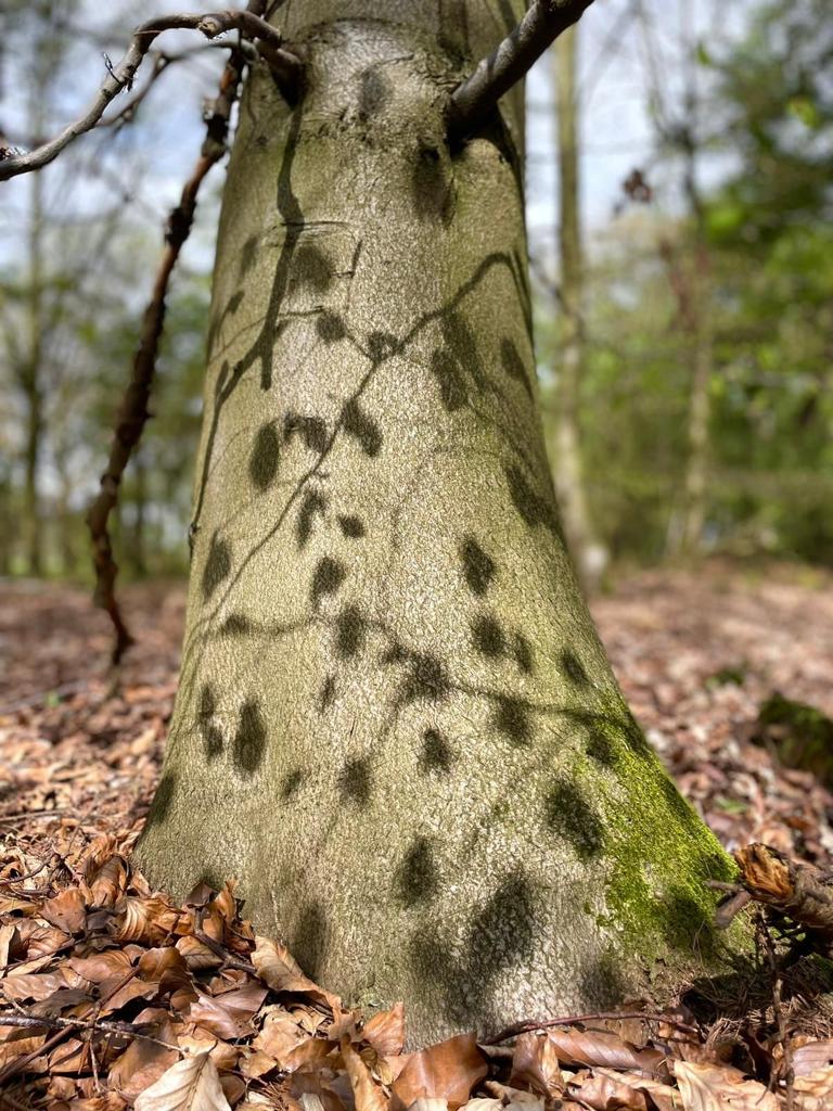 ©️ Fotografie door Olga Klepatska